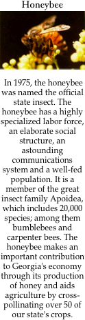 Honeybee        ￼

 In 1975, the honeybee was named the official state insect. The honeybee has a highly specialized labor force, an elaborate social structure, an astounding communications system and a well-fed population. It is a member of the great insect family Apoidea, which includes 20,000 species; among them bumblebees and carpenter bees. The honeybee makes an important contribution to Georgia's economy through its production of honey and aids agriculture by cross-pollinating over 50 of our state's crops.