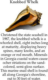 Knobbed Whelk
￼
Christened the state seashell in 1987, the knobbed whelk is a whorled shell, eight inches long at maturity, displaying heavy spines, many knobs, and an orange or red mouth. Minerals in Georgia coastal waters cause ocher striations on the sand-colored, semi-gloss surface. This marine snail shell is found all along Georgia's shoreline, out to 30 feet of water.