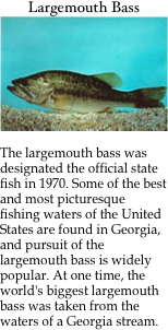 Largemouth Bass
￼

The largemouth bass was designated the official state fish in 1970. Some of the best and most picturesque fishing waters of the United States are found in Georgia, and pursuit of the largemouth bass is widely popular. At one time, the world's biggest largemouth bass was taken from the waters of a Georgia stream.

